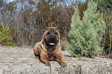 SHAR-PEI 010